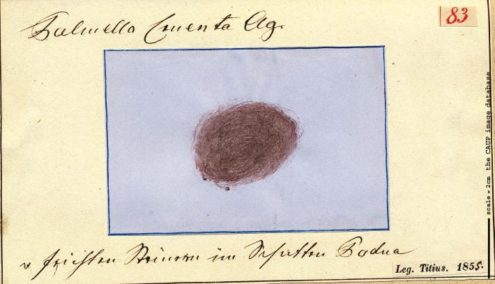 Aphanocapsa sp.jpg
